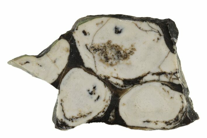 Polished Mesoproterozoic Stromatolite - Siberia #180030